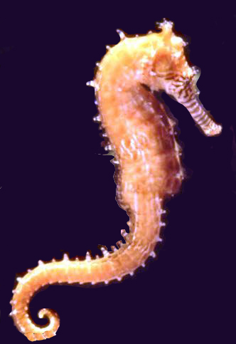 Hippocampus hippocampus_03.jpg
